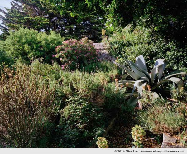 Century Plant in the gardener's garden, Tatihou Island, Saint-Vaast-la-Hougue, France.