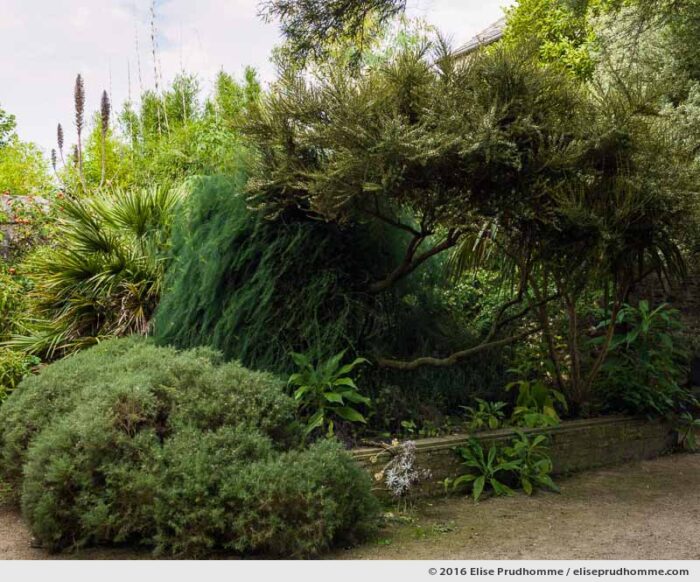Delicate mixture of vegetation in the Jardin d'Acclimatation, Tatihou Island, Saint-Vaast-la-Hougue, France