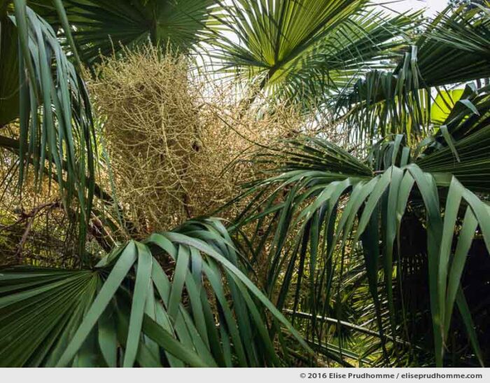 Flowering Chinese Fan Palm in the Jardin d'Acclimatation, Tatihou Island, Saint-Vaast-la-Hougue, France.