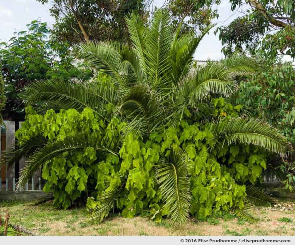 Palm tree and eucalytpus at the Maritime Museum, Tatihou Island, Saint-Vaast-la-Hougue, France.