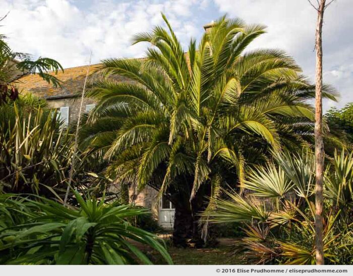Palm tree, echiums pinanana and lodging house in the Jardin d'Acclimatation, Tatihou Island, Saint-Vaast-la-Hougue, France