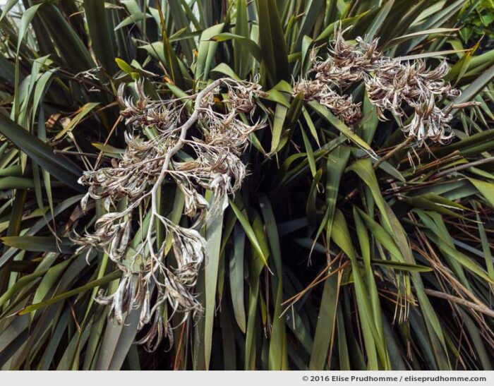 New Zealand flax plant with dried flower stems, Tatihou Island, Saint-Vaast-la-Hougue, France