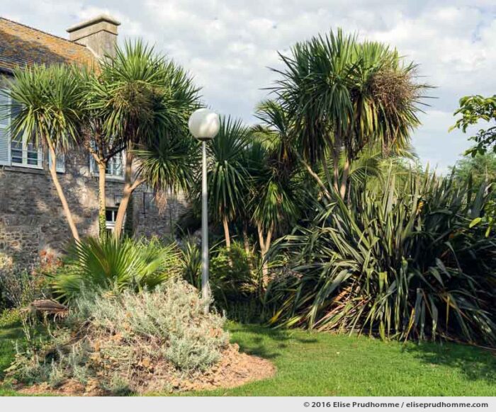 Yuccas and santolina in the Jardin d'Acclimatation, Tatihou Island, Saint-Vaast-la-Hougue, France