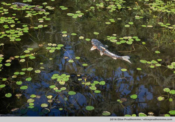 A Koï carp resurfaces from under waterlily leaves in a basin in Boulogne-Billancourt, France.