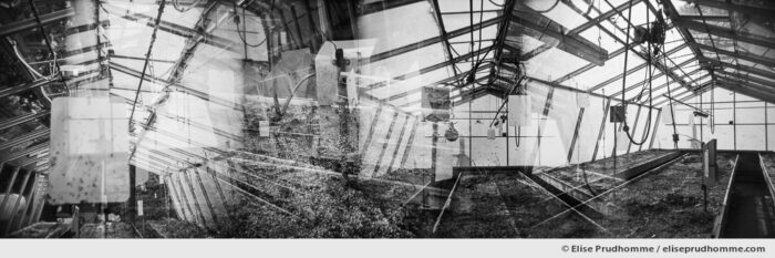 Black and white photograph of a greenhouse interior in Pennsylvania, USA.  Analog photography series entitled Lieux-dits by Elise Prudhomme.