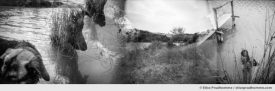 Black and white panoramic photograph of cooling off in a lake, Buonconvento, Italy. Analog photography series entitled Lieux-dits by Elise Prudhomme.