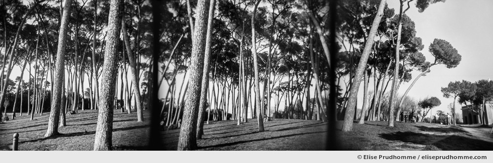 Black and white photograph of pine trees in Villa Doria Pamphilj, Italy. Analog photography series entitled Lieux-dits by Elise Prudhomme.