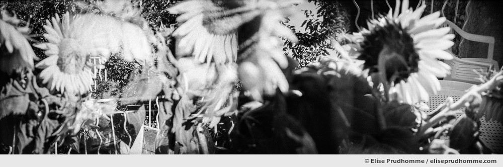 Black and white panoramic photograph of a bouquet of sunflowers, Arles, France.  Analog photography series entitled Lieux-dits by Elise Prudhomme.