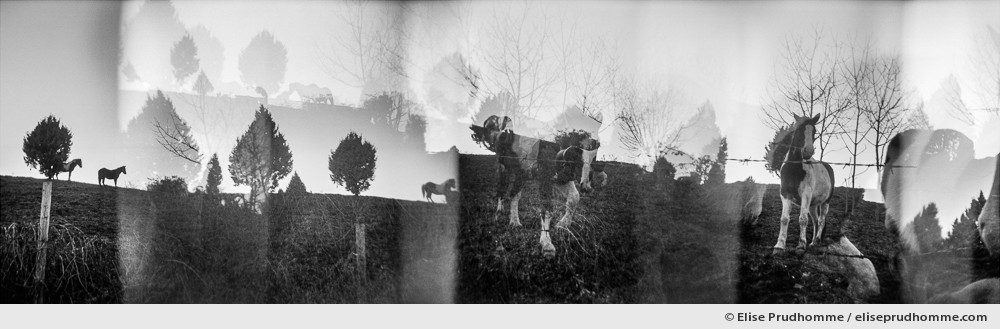 Black and white photograph of horses running in an enclosure, Rome, Italy. Analog photography series entitled Lieux-dits by Elise Prudhomme.