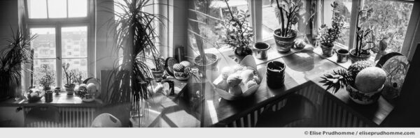 Black and white photograph of succulents in a minimalist style kitchen using house plants for interior decoration. The family Cactaceae in Karlsruhe, Germany.  Analog photography series entitled Lieux-dits by Elise Prudhomme.