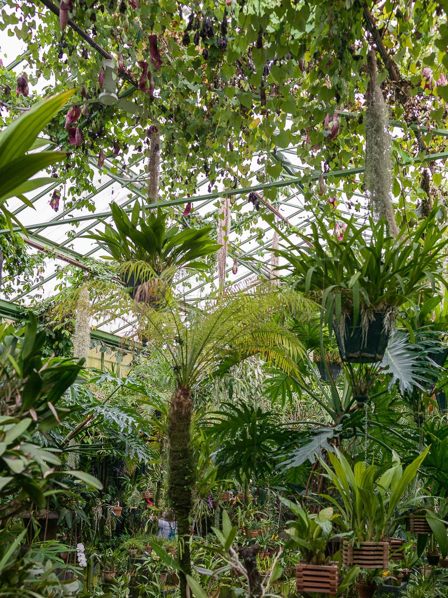 Ceiling view of the greenhouse orchid collection, Chateau du Champ de Bataille, Normandy, France