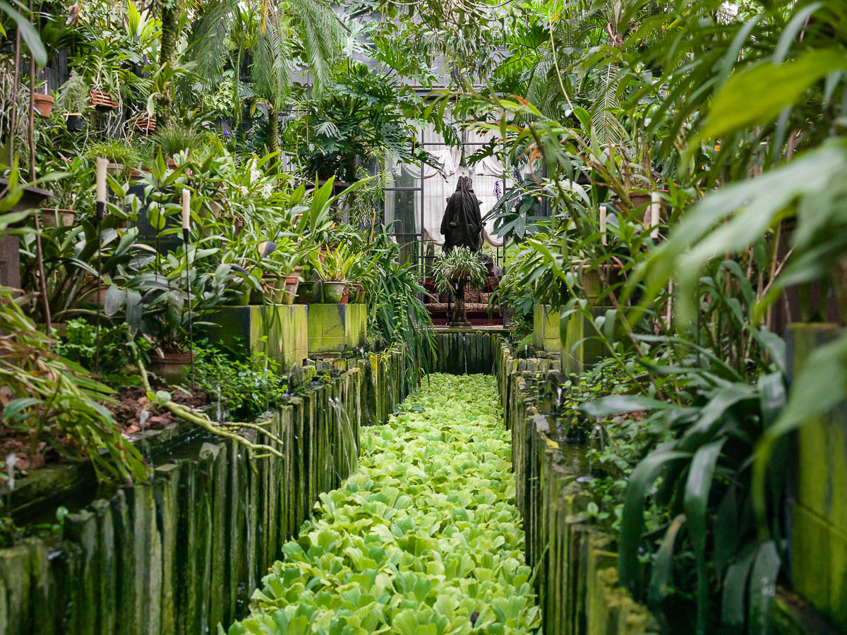 Pistia Stratiotes (Water Lettuce) and the greenhouse orchid collection, Chateau Champ de Bataille, France