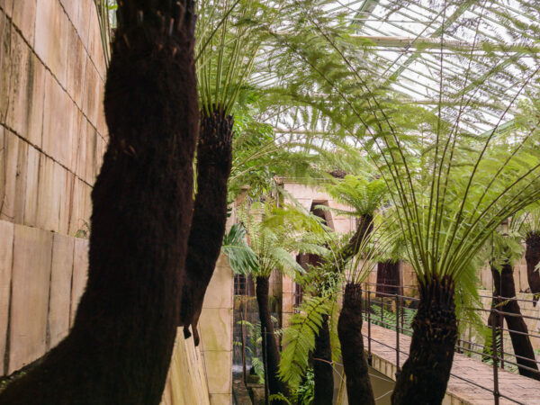 Tree ferns growing in the tropical greenhouse, Château du Champ de Bataille, Normandy, France.