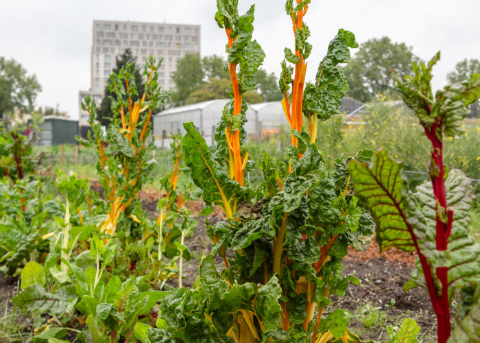 Multi-colored Swiss Chard growing in the Sensitive Zone, Urban Farme of Saint-Denis.