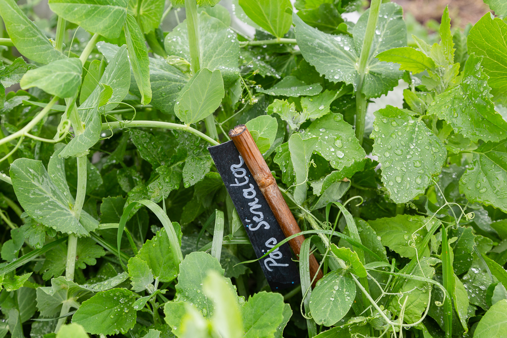 Organic Pea Senator growing in the garden at the Sensitive Zone, Seine-Saint-Denis.  L'inauguration de la Ferme Urbaine de Saint-Denis le 11 mai 2019.  Zone Sensible / Parti Poétique et la Ferme Ouverte de Saint-Denis.