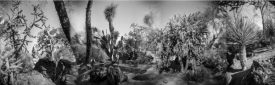 Black and white photograph of a cactus garden, Las Vegas, Nevada. Analog photography series entitled Lieux-dits by Elise Prudhomme.
