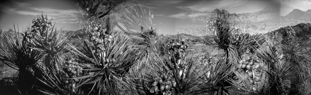 Black and white photograph of mohave yuccas and fruit, Las Vegas, Nevada. Analog photography series entitled Lieux-dits by Elise Prudhomme..