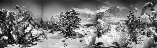 Black and white photograph of Joshua trees in the snow, Blue Diamond, Nevada. Analog photography series entitled Lieux-dits by Elise Prudhomme.