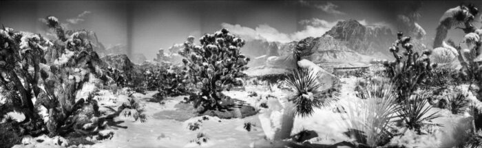 Black and white photograph of Joshua trees in the snow, Blue Diamond, Nevada. Analog photography series entitled Lieux-dits by Elise Prudhomme.