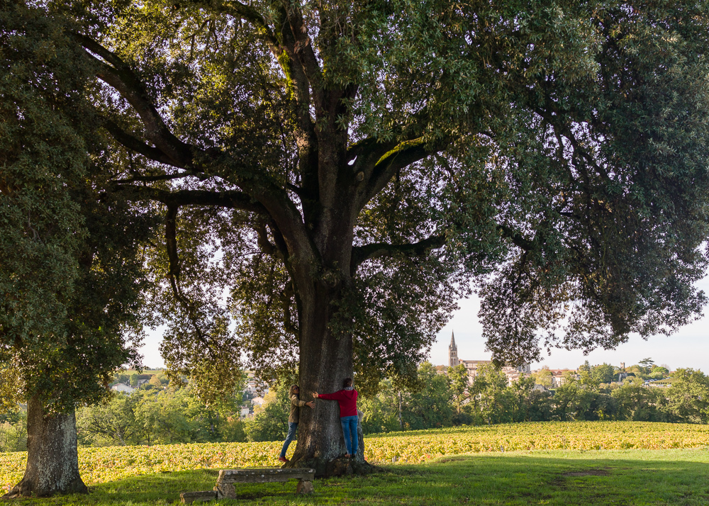 Century old oak trees at the Wine Estate Chateau Pavie Macquin, Saint Emilion, Bordeaux region, Gironde, France.