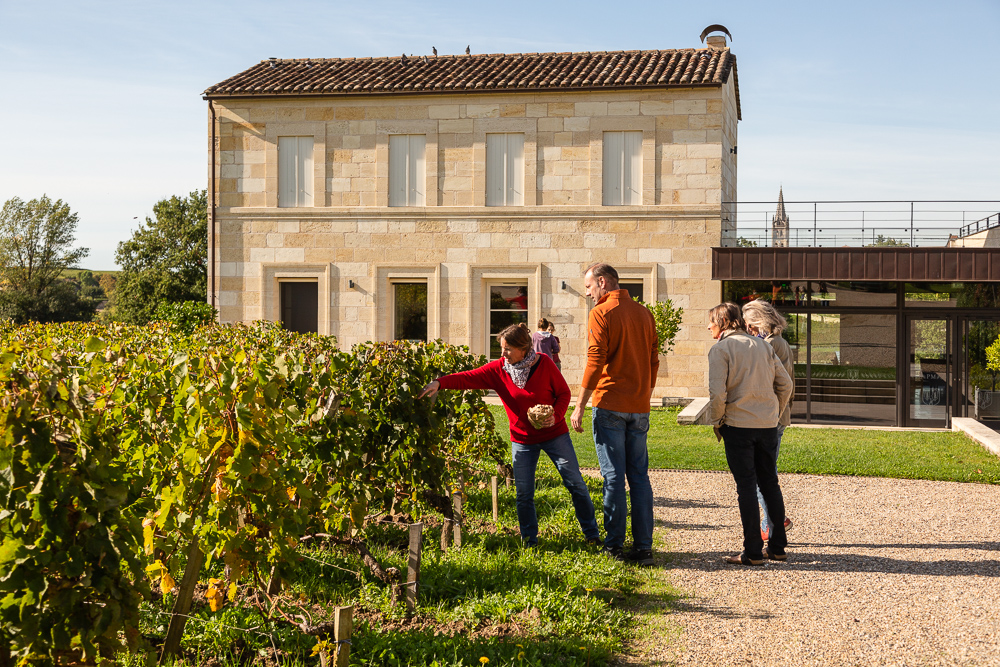 Discussing the vines in the vineyards of Château Pavie-Macquin, Saint-Emilion, Bordeaux region, Department of the Gironde, France.