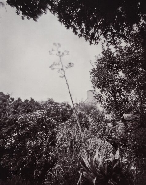 Flowering blue agave Agave franzosinii, Jardin marocain, Ile de Tatihou, France. This palladium-toned kallitype print is part of the series Ferric, a large format analog photography study printed with iron-based alternative photography processes.