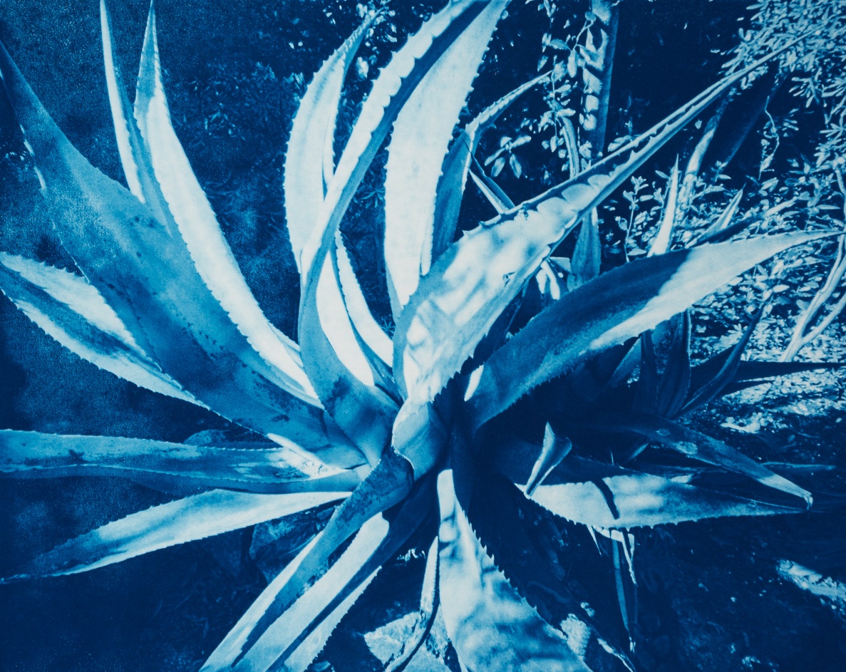 Mexican blue agave (Agave franzosinii), Jardin marocain, Ile de Tatihou, France.  This cyanotype print is part of the series Ferric, a large format analog photography study printed with iron-based alternative photography processes.