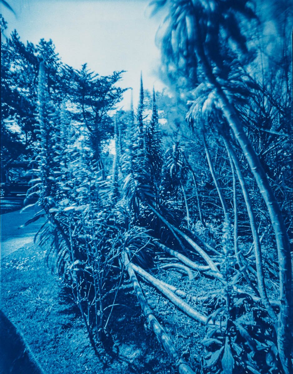 Alley of tree echiums from the Canaries (Echium pininana), Fermanville, Cotentin, France. This cyanotype print is part of the series Ferric, a large format analog photography study printed with iron-based alternative photography processes.