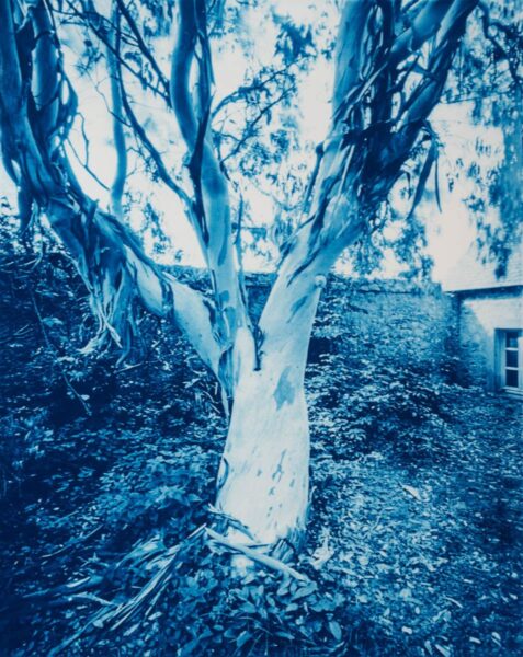 Eucalyptus, Ile de Tatihou, France.   This cyanotype print is part of the series Ferric, a large format analog photography study printed with iron-based alternative photography processes.