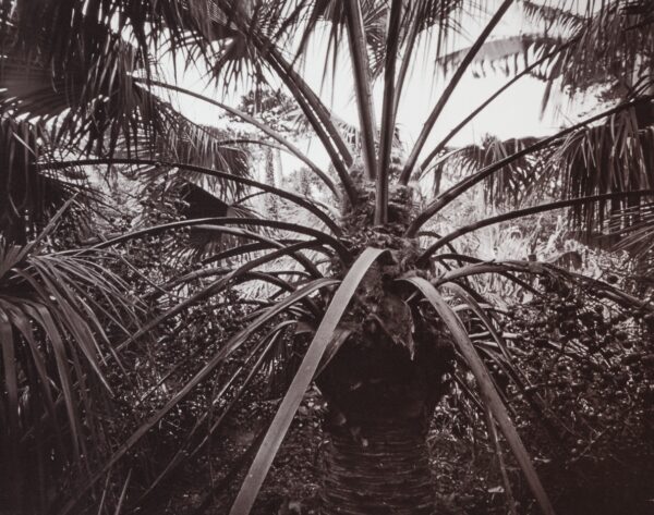 Palmier, Jardin d'acclimatation, Ile de Tatihou, France. This kallitype print is part of the series Ferric, a large format analog photography study printed with iron-based alternative photography processes.