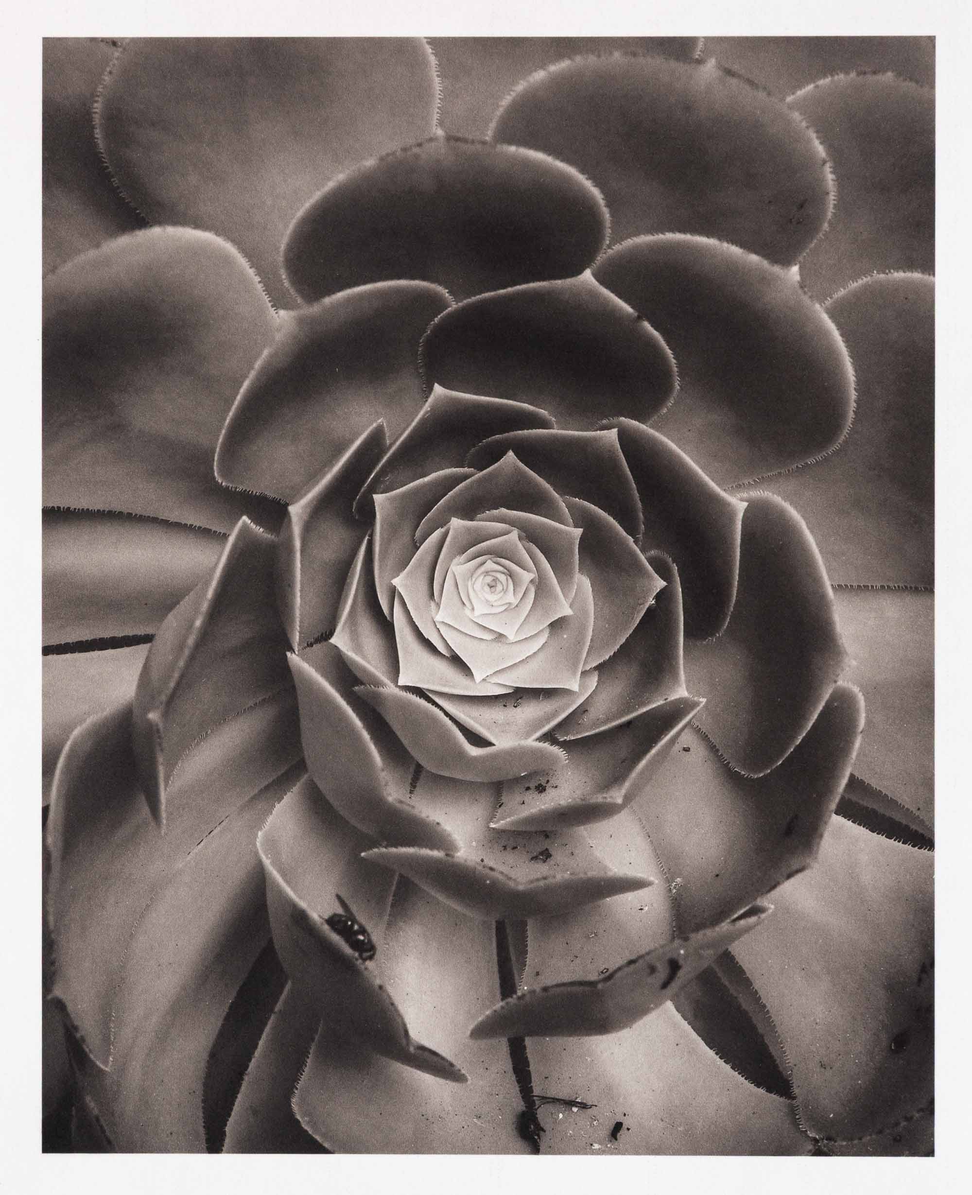 Aeonium arboreum, Ile Tatihou, 2020 - Platinotype on Bergger 320 © Elise Prudhomme