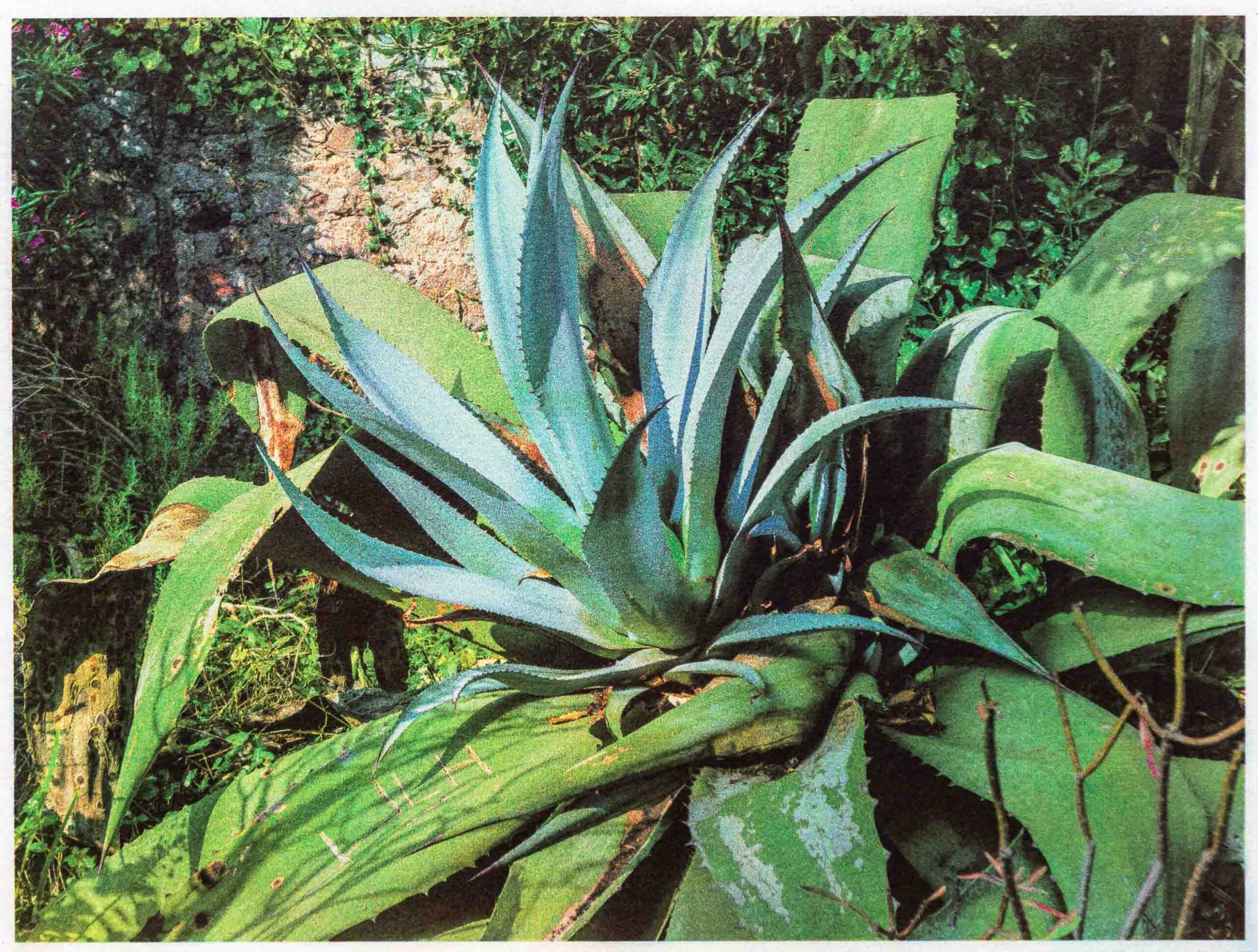 Agave bleu du Mexique Ile de Tatihou France 2020