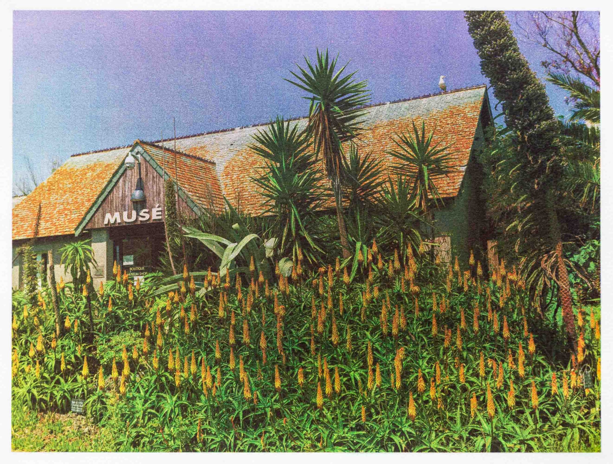 Aloe arborescent Ile Tatihou Cotentin 2020