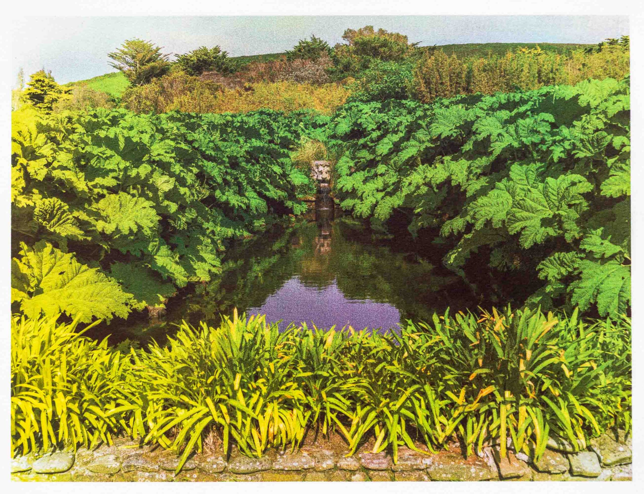 Basin du Gunnera Jardin de Vauville 2017