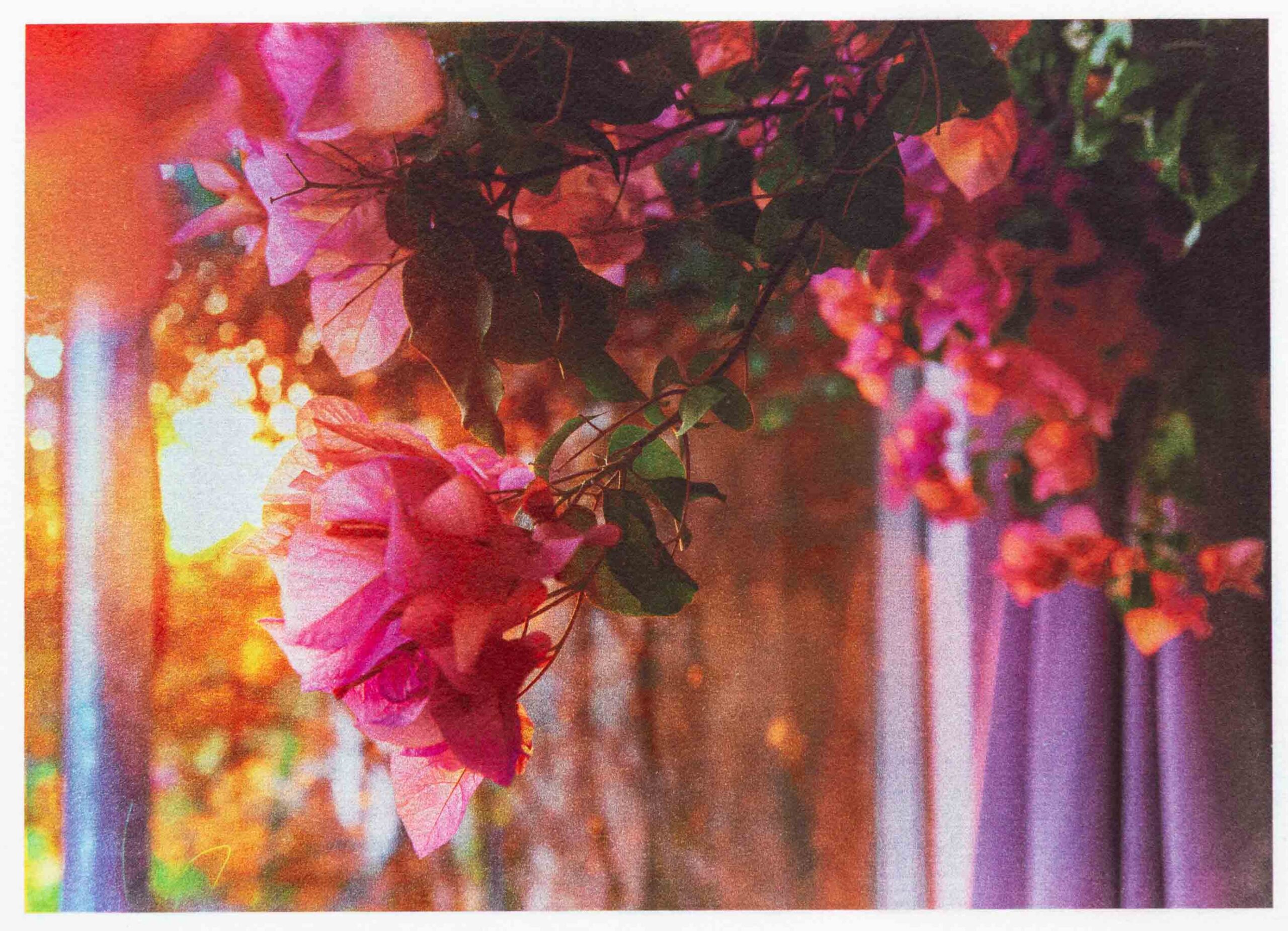 Bougainvillier Fermanville France 2020
