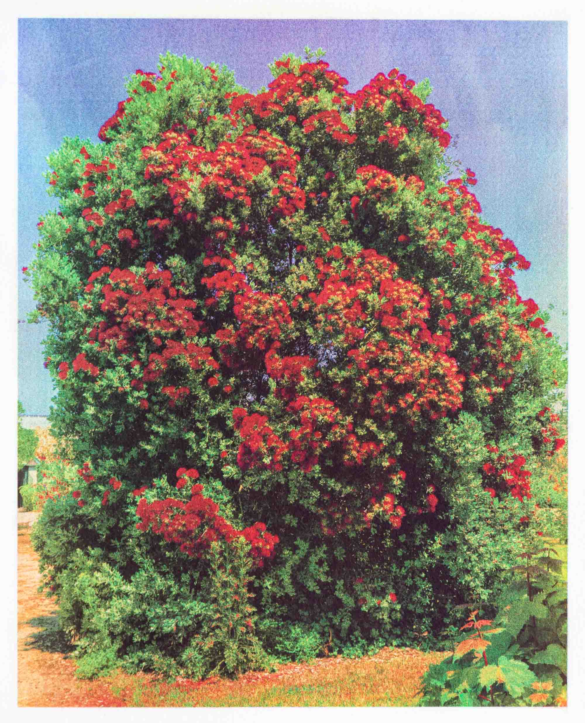 Gommier rouge Ile Tatihou Cotentin 2020