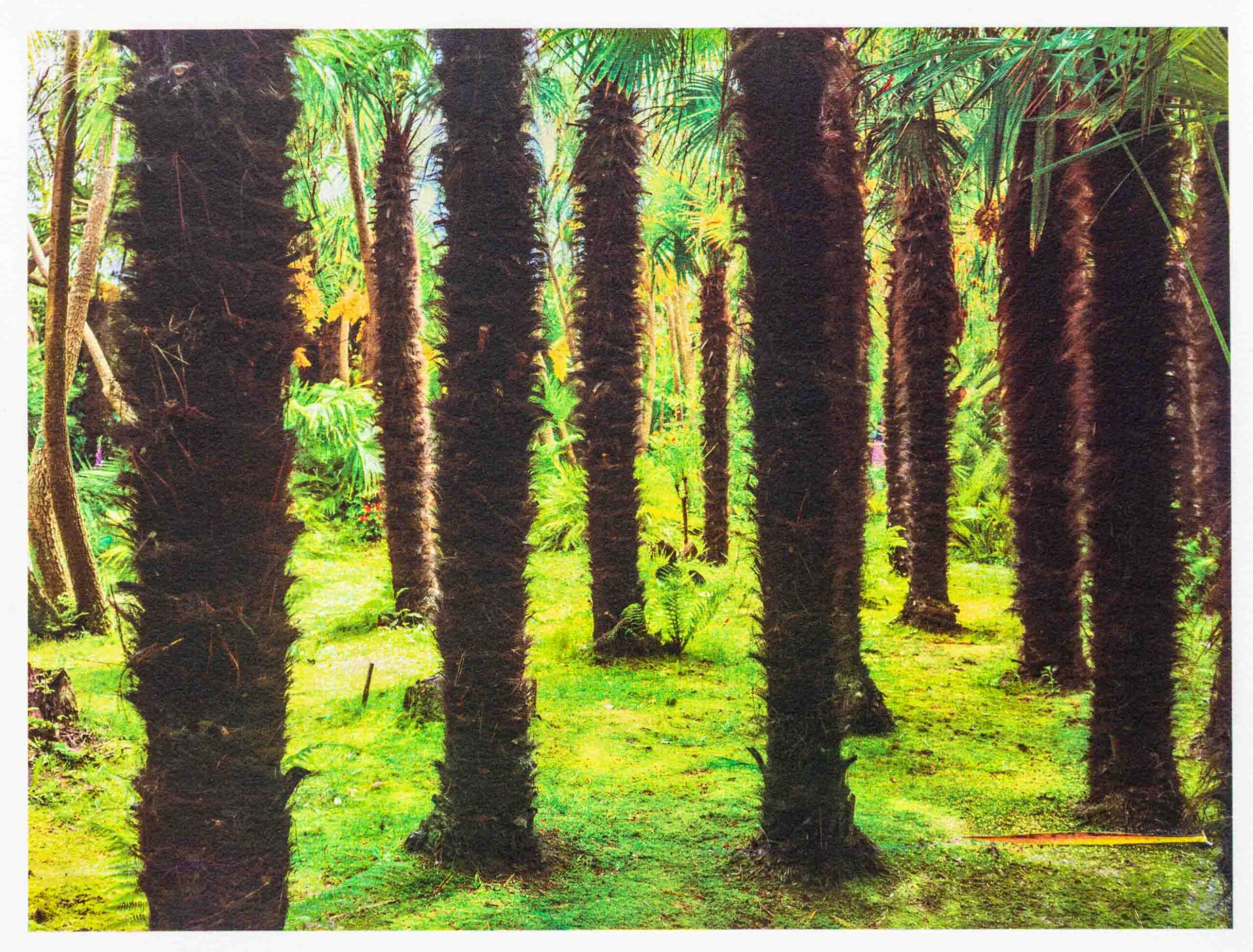 Palmeraie du Jardin Botanique de Vauville Cotentin 2017