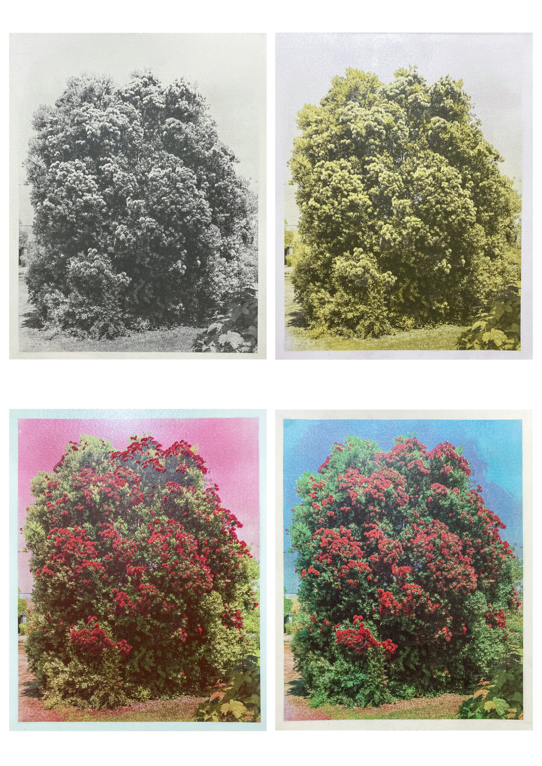 Quadcolor gum printing process illustrated by layer