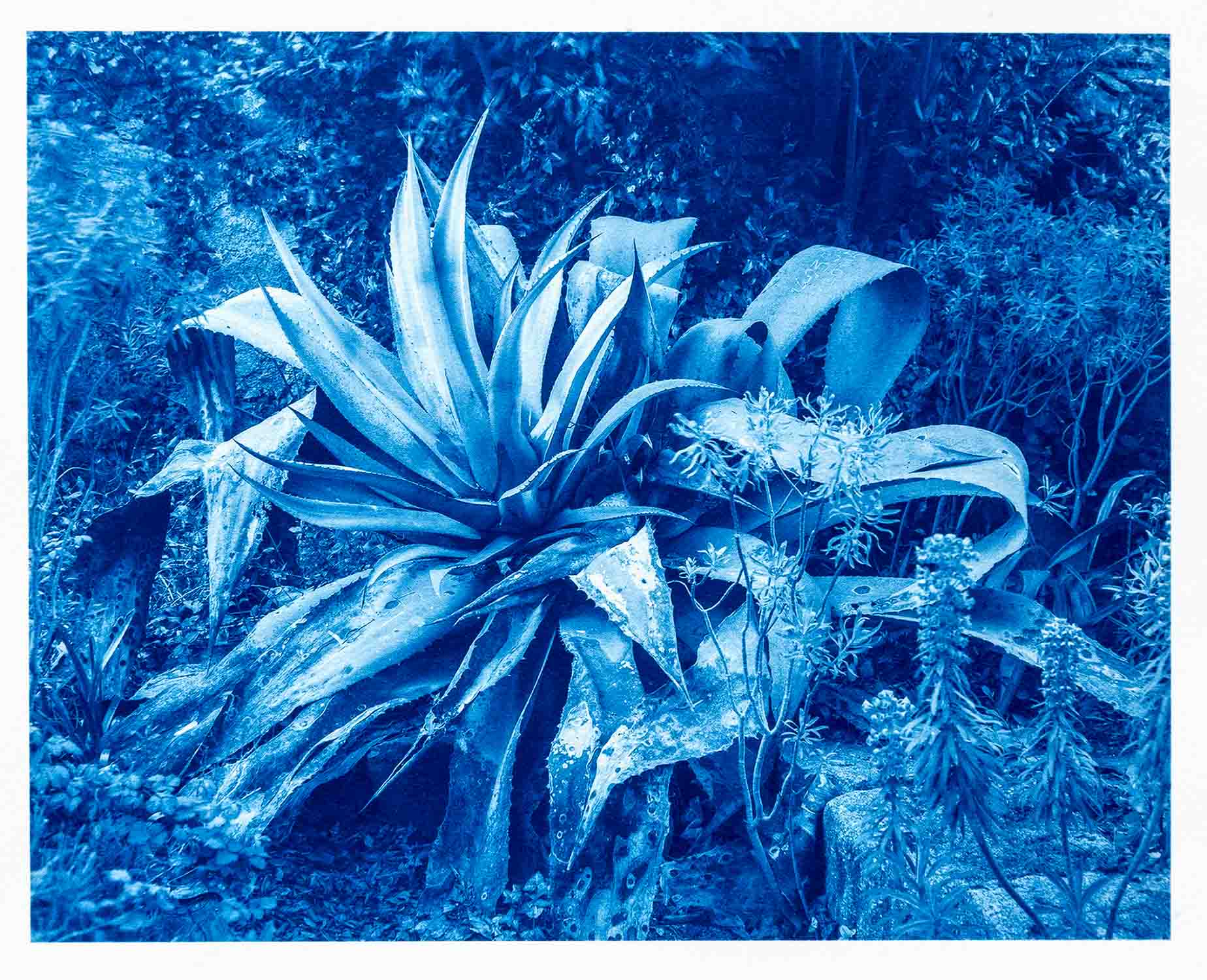 Mexican Blue Agave, Cotentin, France