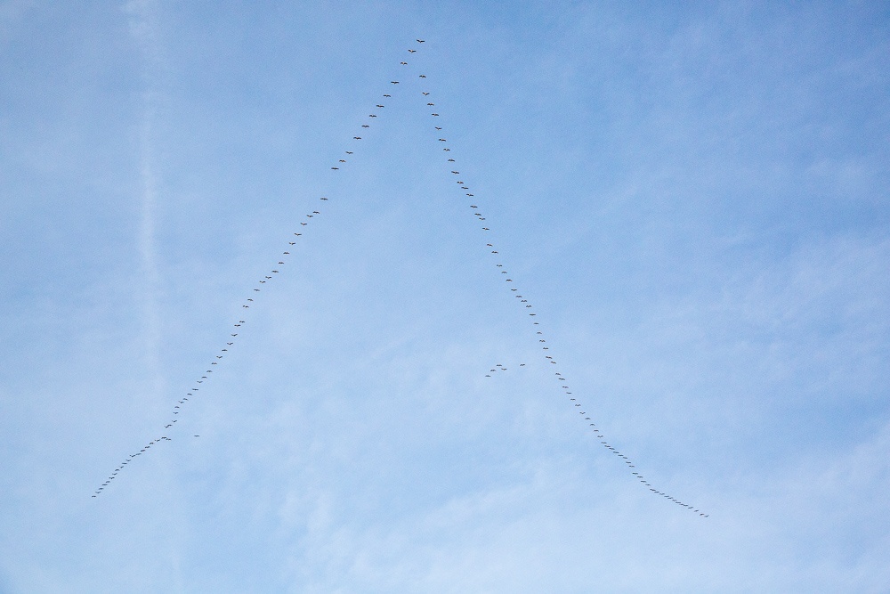 Large-flock-of-grey-herons-flying-in-V-formation-over-the-town-of-Saint-Emilion-Gironde-France