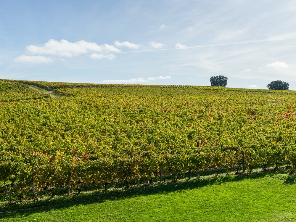 Vineyards-and-century-oaks-of-Chateau-Pavie-Macquin-Saint-Emilion-Gironde-France