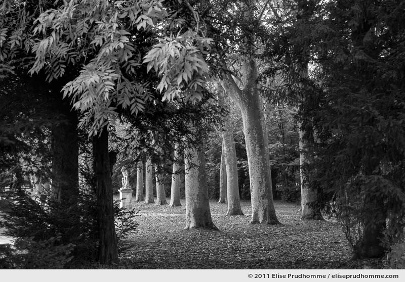 Le tigre, Parc de Sceaux, France. 2012 (series Yours, Mine, Le Nôtre's) by Elise Prudhomme.