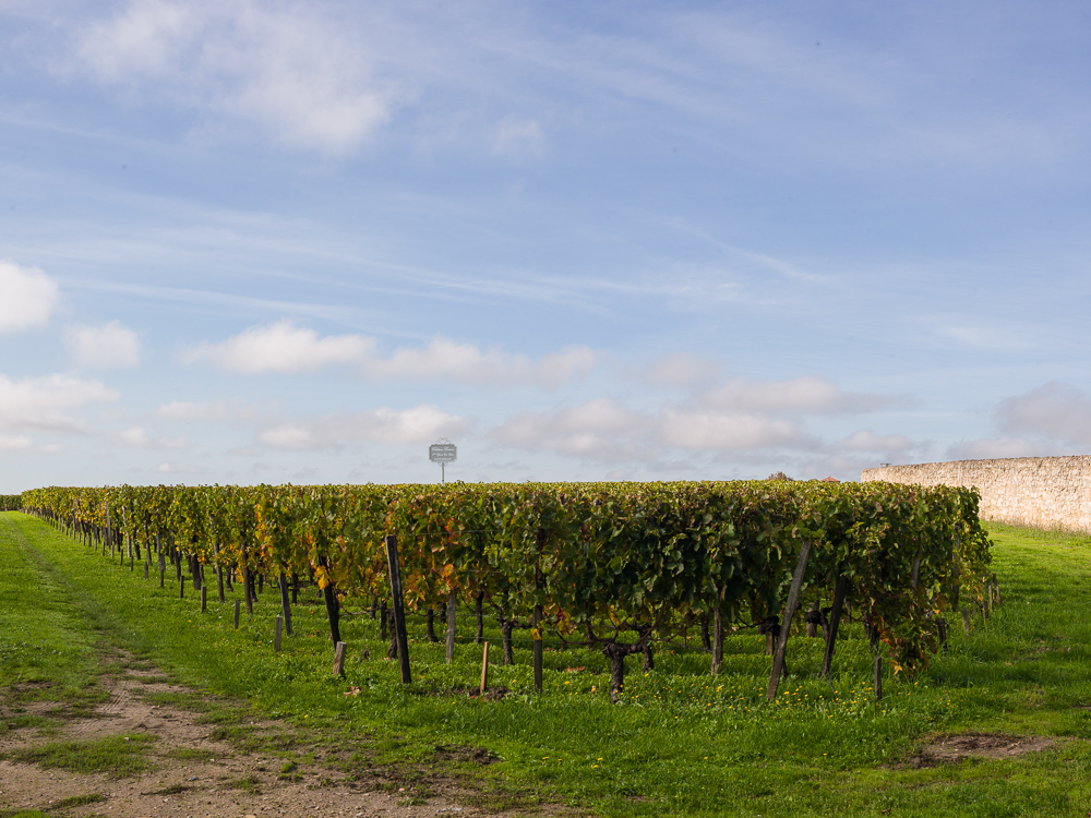 Vineyards at Chateau Canon 1er Grand Cru Classe, Saint-Emilion in the Bordeaux wine region, Gironde, France.