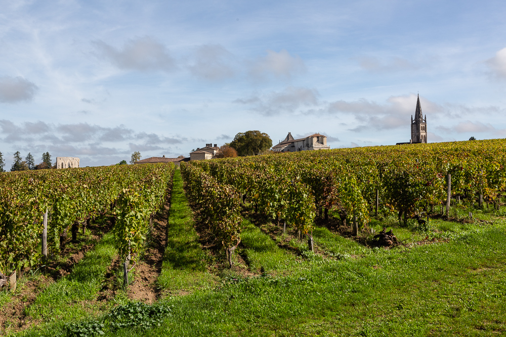 Vineyards in the Bordeaux wine region of Saint Emilion with the town and collegiale church in the background, Department of the Gironde, France.