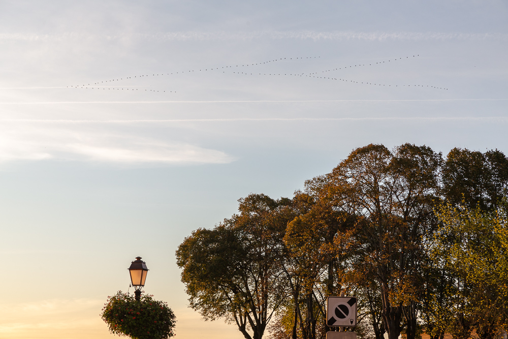 Large flock of grey herons flying in V formation over the town of Saint Emilion, Gironde, France.