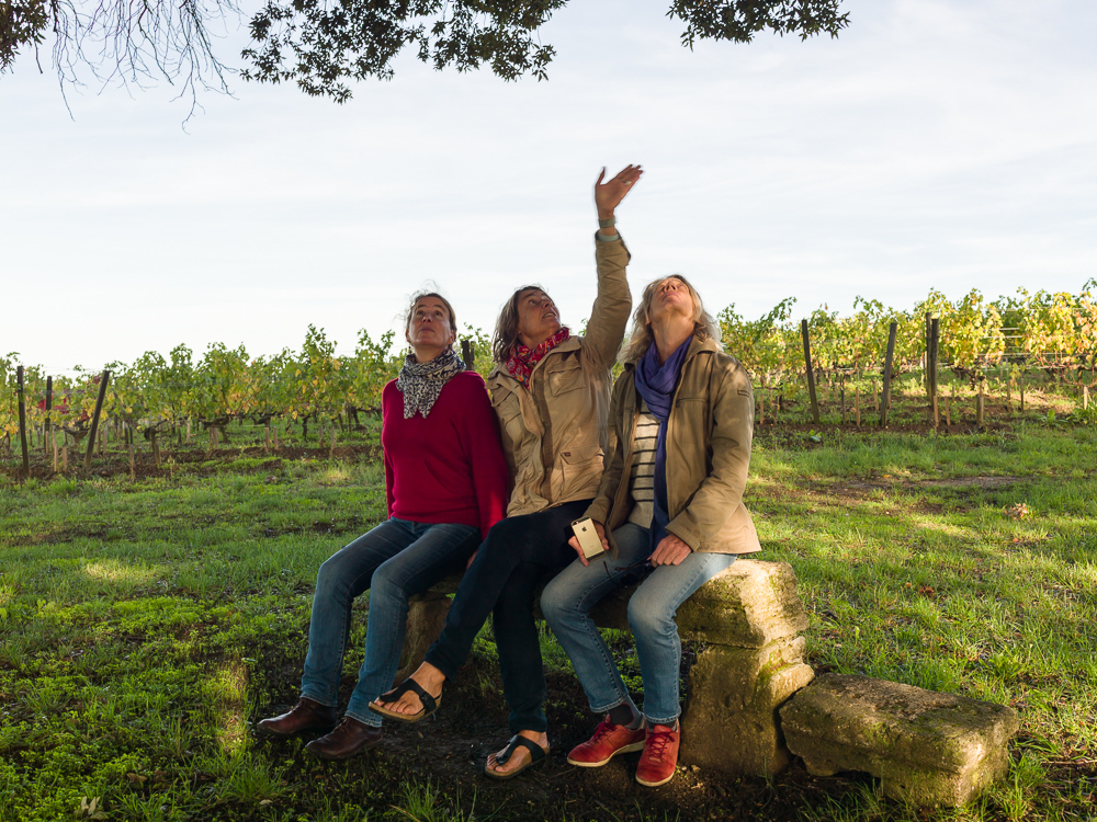 Admiring the century old oak trees at the Wine Estate Chateau Pavie Macquin, Saint Emilion, Bordeaux region, Gironde, France.