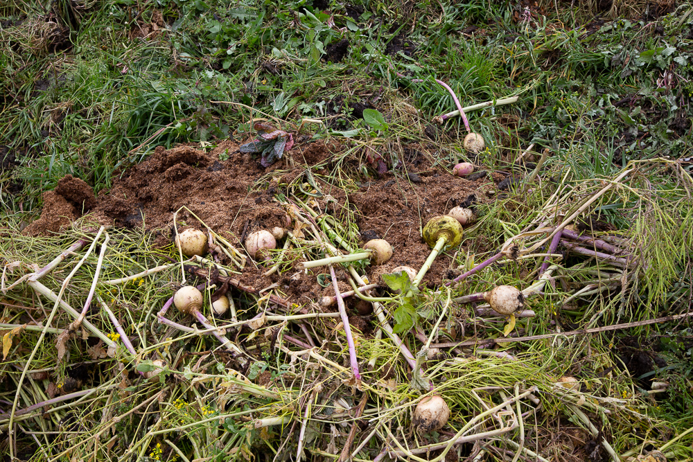 Turnips and other organic matter in the compost heap at the Sensitive Zone, Seine-Saint-Denis.  L'inauguration de la Ferme Urbaine de Saint-Denis le 11 mai 2019.  Zone Sensible / Parti Poétique et la Ferme Ouverte de Saint-Denis.