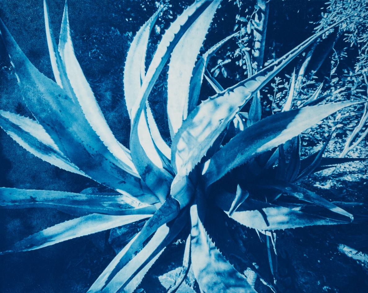 Mexican blue agave (Agave franzosinii), Jardin marocain, Ile de Tatihou, France. This cyanotype print is part of the series Ferric, a large format analog photography study printed with iron-based alternative photography processes.