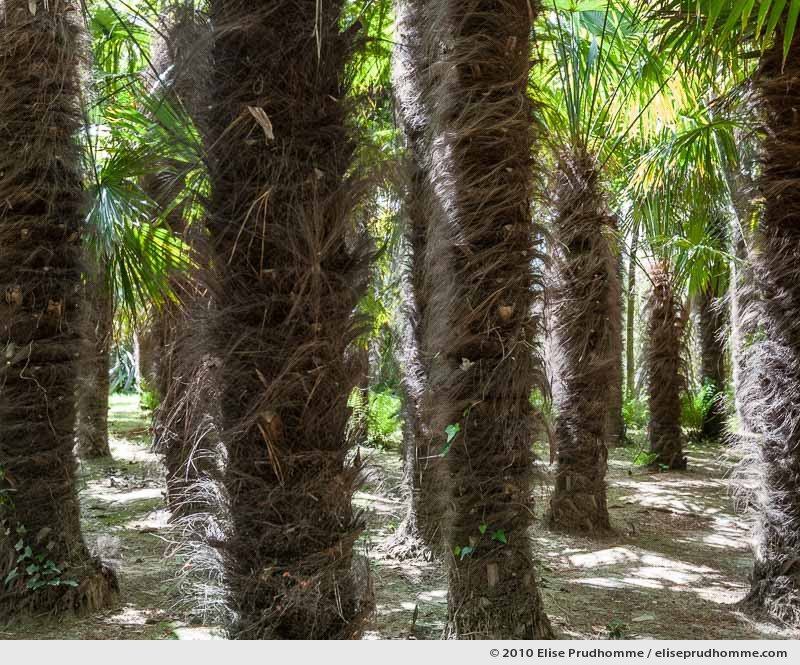 La Palmeraie Haute, The Botanical Garden of Vauville, Normandy, France, 2010 (series Notable Gardens of France) by Elise Prudhomme.