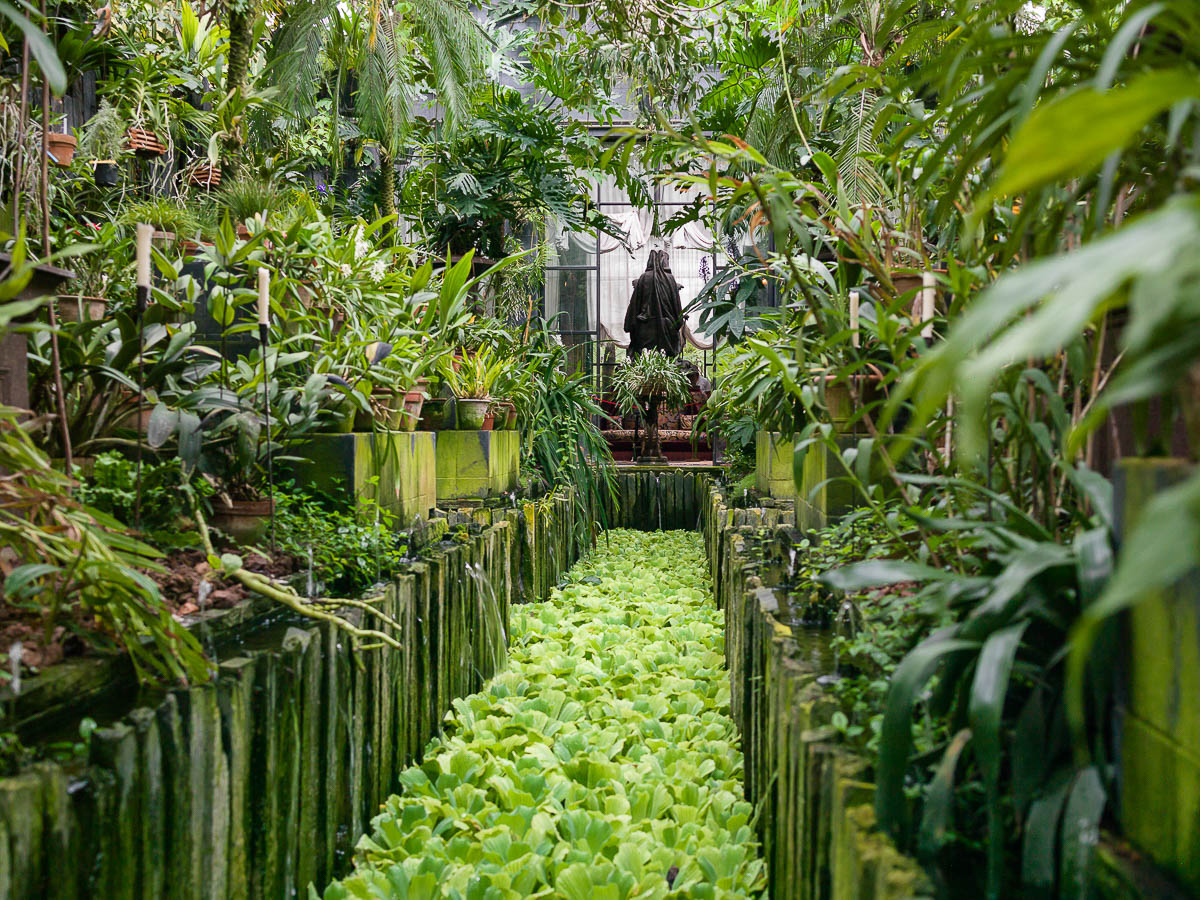 Pistia Stratiotes (Water Lettuce) and the greenhouse orchid collection, Chateau Champ de Bataille, France